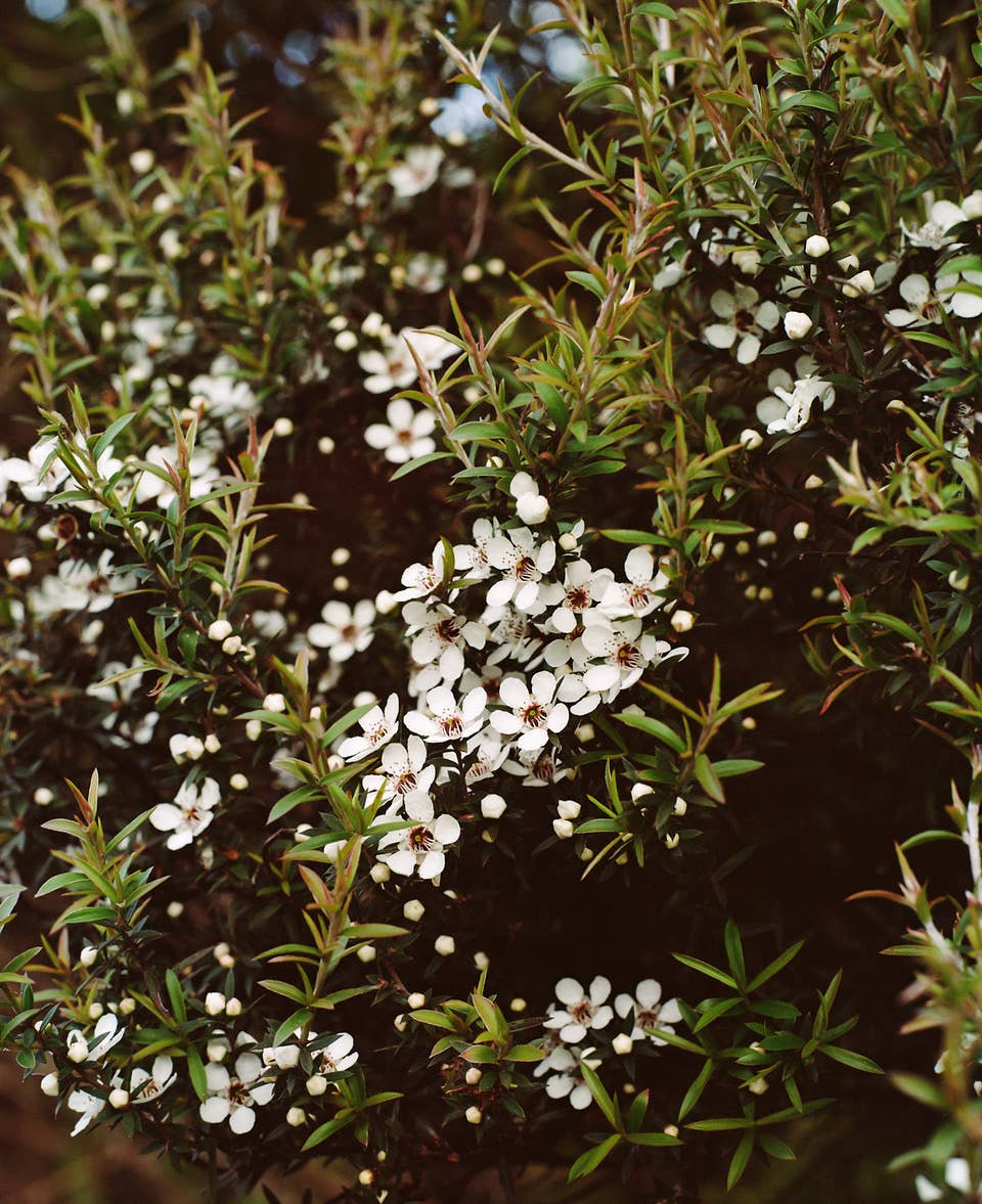 Rare Activist 850+ MGO Manuka Honey